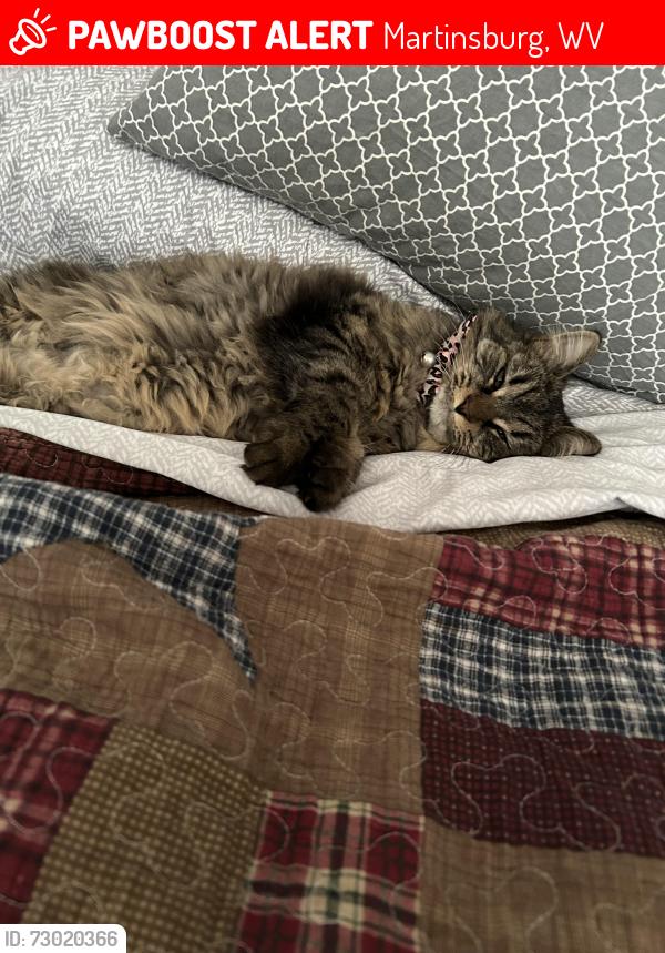 Lost Female Cat last seen 57lancer place, Martinsburg, WV 25401