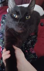 Lost Male Cat last seen Near 580 and Forest Lakes Blvd, Across street from small strip mall, Oldsmar, FL 34677
