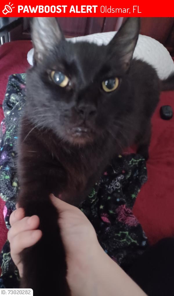 Lost Male Cat last seen Near 580 and Forest Lakes Blvd, Across street from small strip mall, Oldsmar, FL 34677