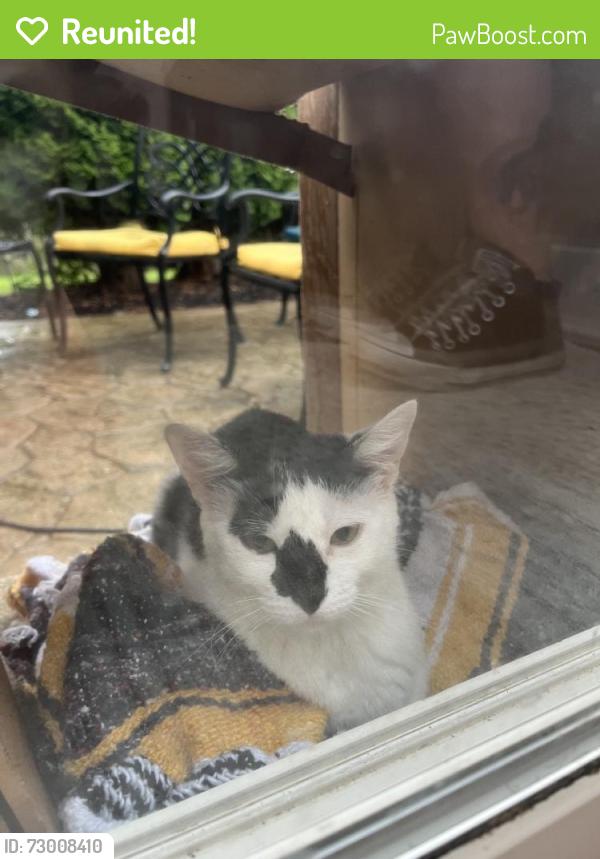 Reunited Female Cat last seen Orchard Rd & Prairie St, Aurora, IL 60506, USA, Aurora, IL 60506