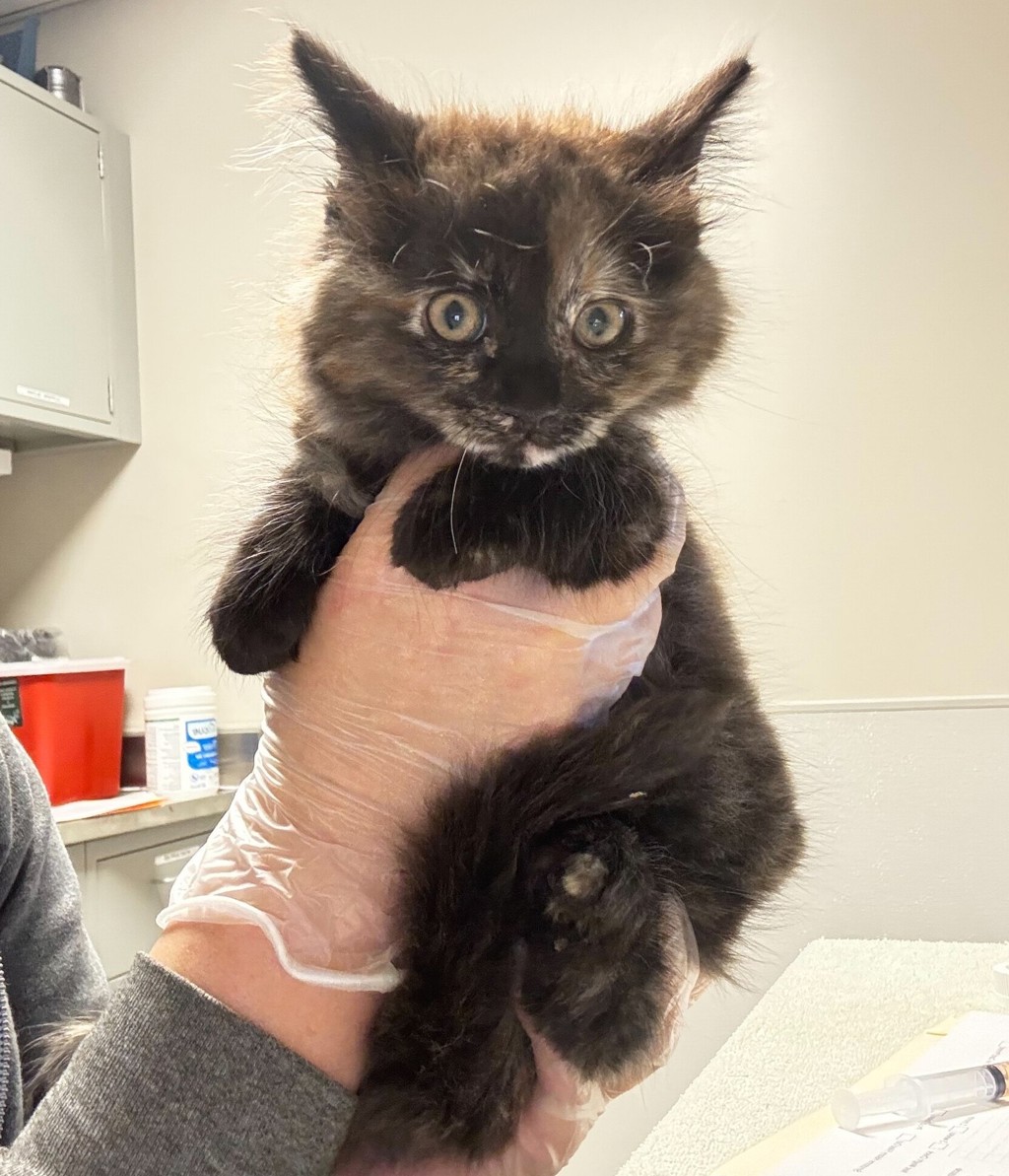 Shelter Stray Female Cat last seen E 14th Street, SAN LEANDRO, CA, 94577, 8323 Baldwin St, Oakland, CA 94621, USA