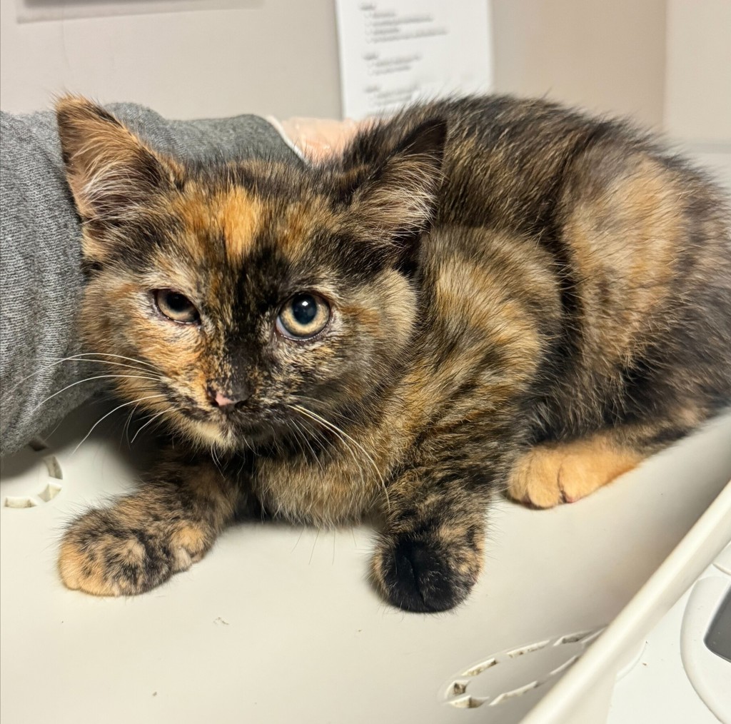 Shelter Stray Female Cat last seen E 14th Street, SAN LEANDRO, CA, 94577, 8323 Baldwin St, Oakland, CA 94621, USA