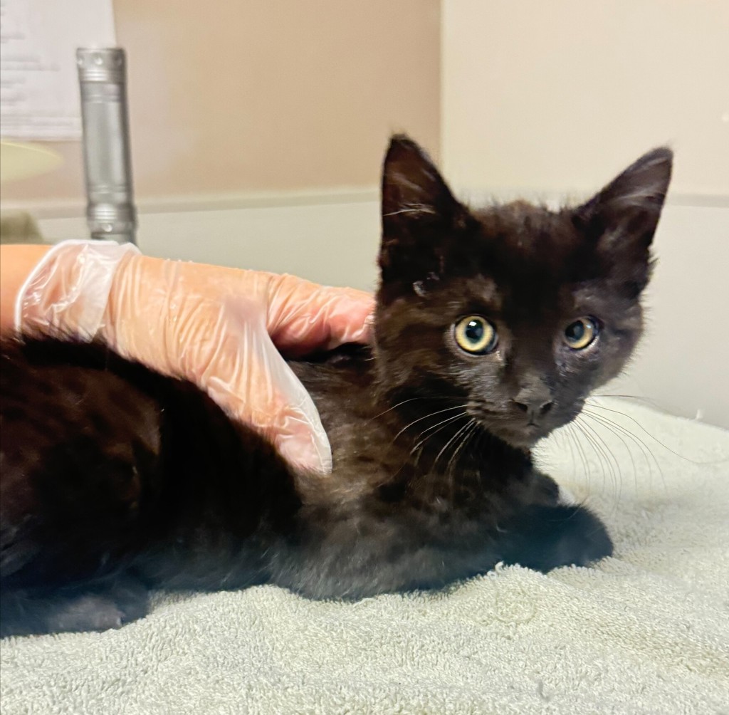 Shelter Stray Male Cat last seen E 14th Street, SAN LEANDRO, CA, 94577, 8323 Baldwin St, Oakland, CA 94621, USA