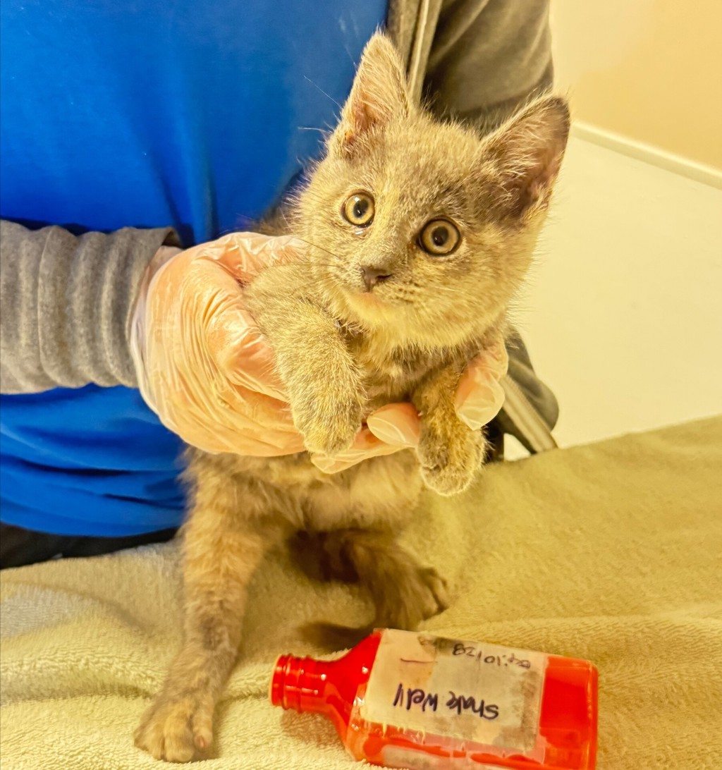 Shelter Stray Female Cat last seen E 14th Street, SAN LEANDRO, CA, 94577, 8323 Baldwin St, Oakland, CA 94621, USA
