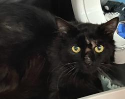 Shelter Stray Male Cat last seen Stark st and Evans, TROUTDALE, OR, 97060, 1700 W Historic Columbia River Hwy, Troutdale, OR 97060, USA