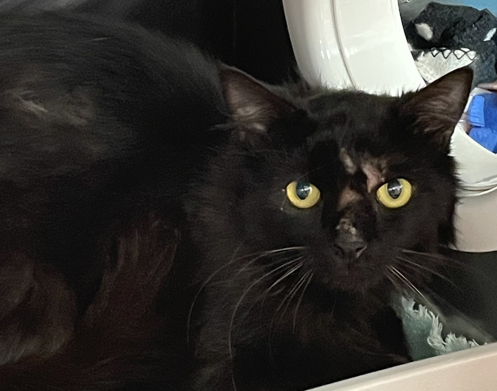 Shelter Stray Male Cat last seen Stark st and Evans, TROUTDALE, OR, 97060, 1700 W Historic Columbia River Hwy, Troutdale, OR 97060, USA