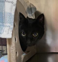 Shelter Stray Male Cat last seen OWNER SURRENDER, OR, 1700 W Historic Columbia River Hwy, Troutdale, OR 97060, USA