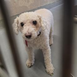 Shelter Stray Male Dog last seen OHS, OR, 1700 W Historic Columbia River Hwy, Troutdale, OR 97060, USA