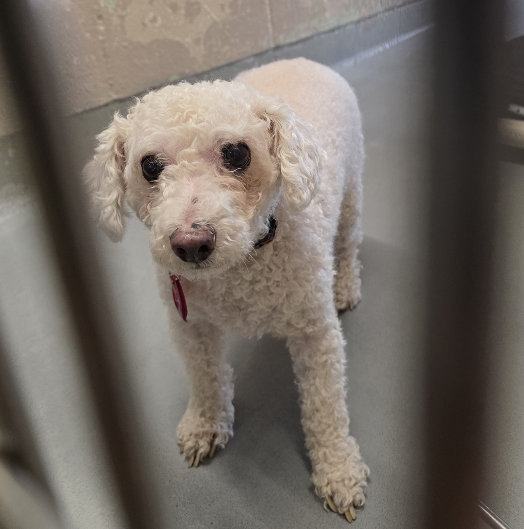 Shelter Stray Male Dog last seen OHS, OR, 1700 W Historic Columbia River Hwy, Troutdale, OR 97060, USA