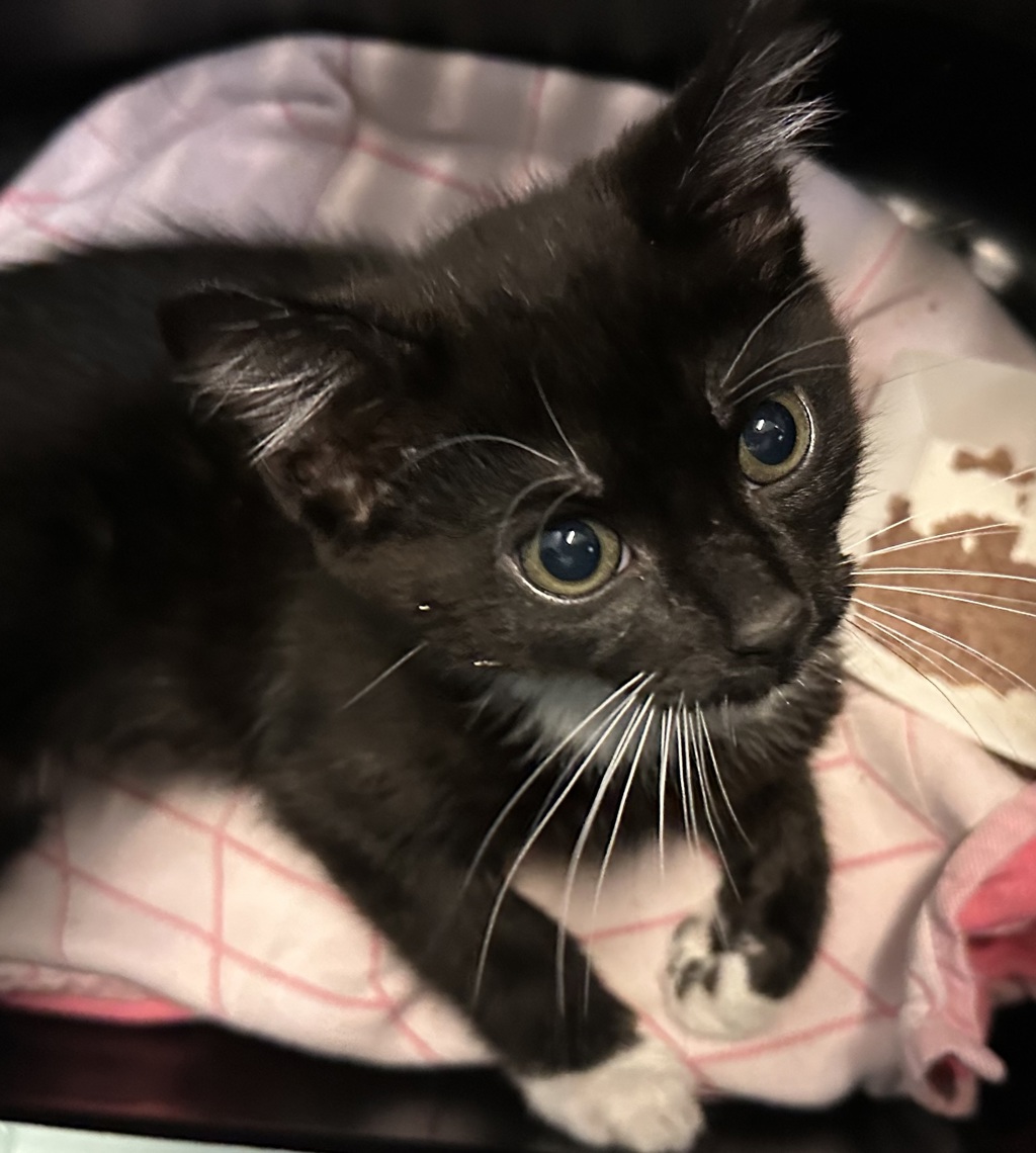 Shelter Stray Male Cat last seen Near Rio San Diego Drive, San Diego, CA, 92108, 5500 Gaines St, San Diego, CA 92110, USA