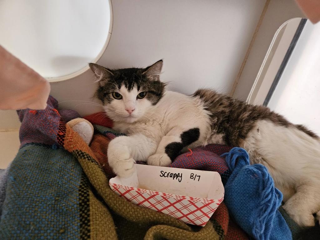 Shelter Stray Male Cat last seen Division St, San Diego, CA, 92113, 5500 Gaines St, San Diego, CA 92110, USA