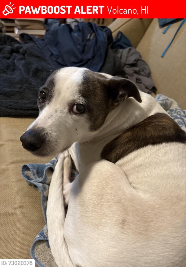 Lost Male Dog last seen Near Wright Road, Volcano Village, Volcano, HI 96785