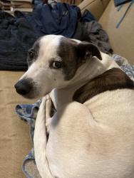 Lost Male Dog last seen Near Wright Road, Volcano Village, Volcano, HI 96785