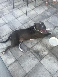 Found/Stray Female Dog last seen Panera Bread, Orlando, FL 32839