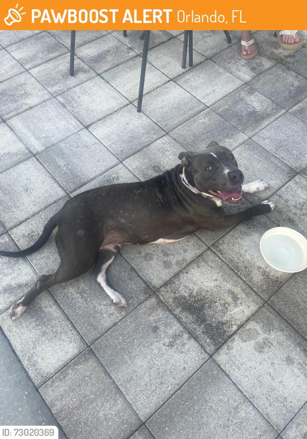 Found/Stray Female Dog last seen Panera Bread, Orlando, FL 32839