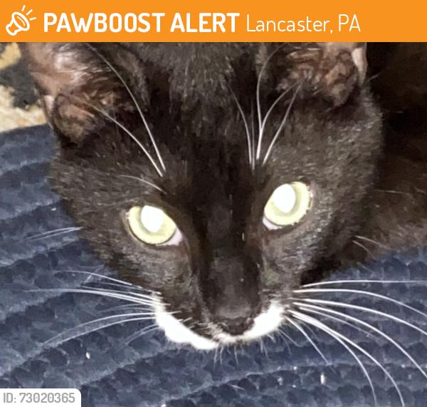 Found/Stray Female Cat last seen Rosewood Drive, Lancaster, PA 17603