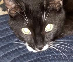 Found/Stray Female Cat last seen Rosewood Drive, Lancaster, PA 17603