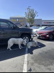 Reunited Unknown Dog last seen Van Buren Boulevard & California Ave, Riverside, CA 92503, USA, Riverside, CA 92503