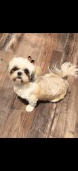 Lost Female Dog last seen Belt line & Idlewood , Garland, TX 75040