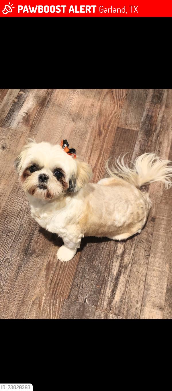 Lost Female Dog last seen Belt line & Idlewood , Garland, TX 75040