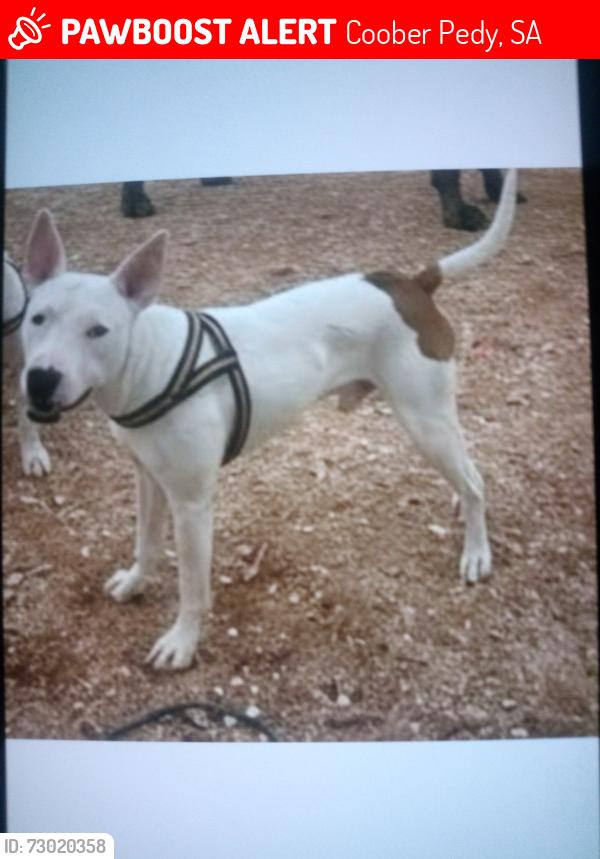 Lost Male Dog last seen Public noodling area, Coober Pedy, SA 5723