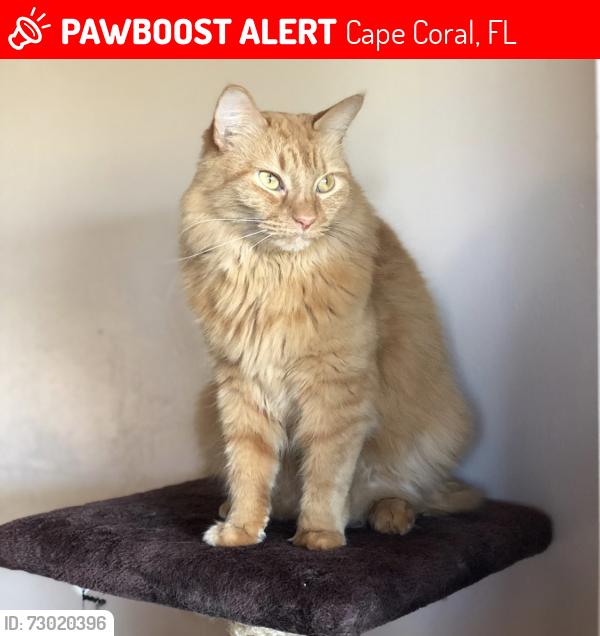 Lost Female Cat last seen Chiquita and Wilmington , Cape Coral, FL 33993