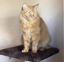 Lost Female Cat last seen Chiquita and Wilmington , Cape Coral, FL 33993