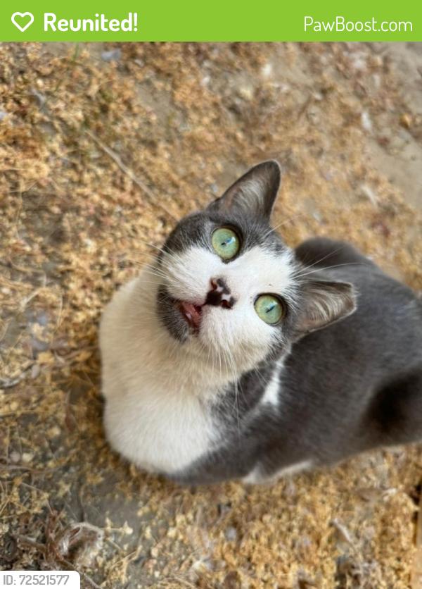 Reunited Female Cat last seen Shoemaker whittier CA, Whittier, CA 90605