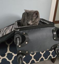 Reunited Male Cat last seen Whitman place , Mequon, WI 53092