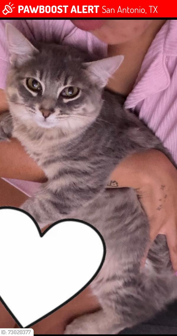 Lost Female Cat last seen Near Gembler rd San Antonio Texas , San Antonio, TX 78219