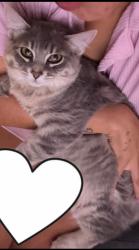Lost Female Cat last seen Near Gembler rd San Antonio Texas , San Antonio, TX 78219
