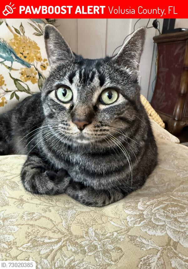 Lost Male Cat last seen New York Ave and Carpenter , Volusia County, FL 32763