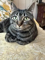 Lost Male Cat last seen New York Ave and Carpenter , Volusia County, FL 32763