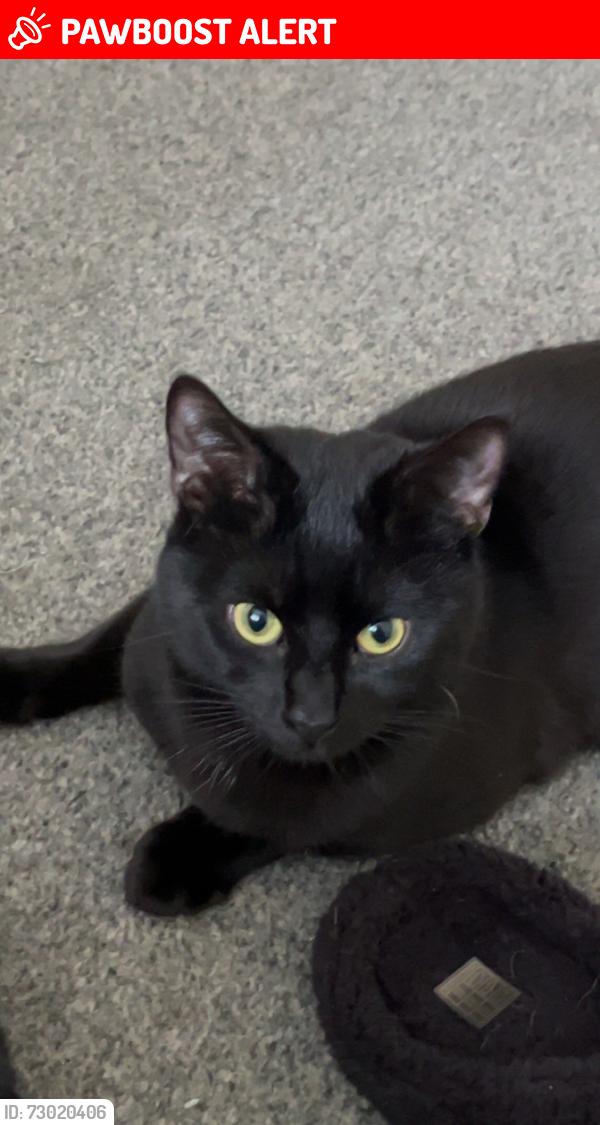 Lost Male Cat last seen Lyme chase , Seacroft, England LS14