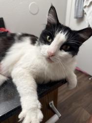 Found/Stray Male Cat last seen Medical Drive and Horizon Hill, San Antonio, TX 78229