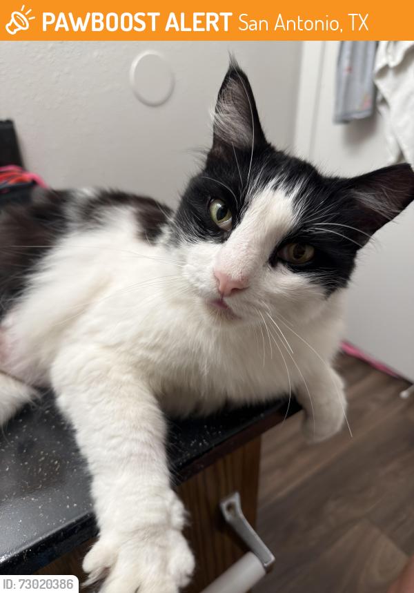 Found/Stray Male Cat last seen Medical Drive and Horizon Hill, San Antonio, TX 78229
