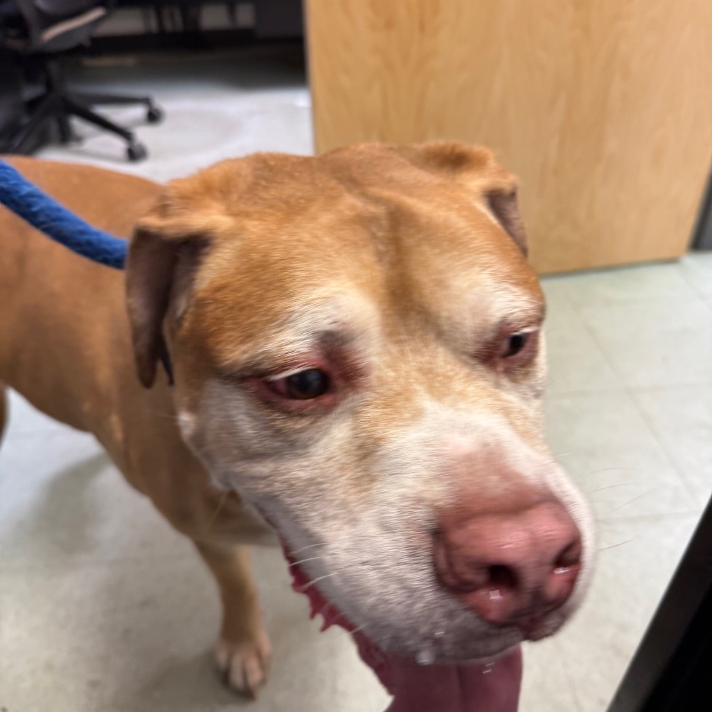 Shelter Stray Male Dog last seen , Animal Care & Control Team of Philly, 111 W Hunting Park Ave, Philadelphia, PA 19140, USA