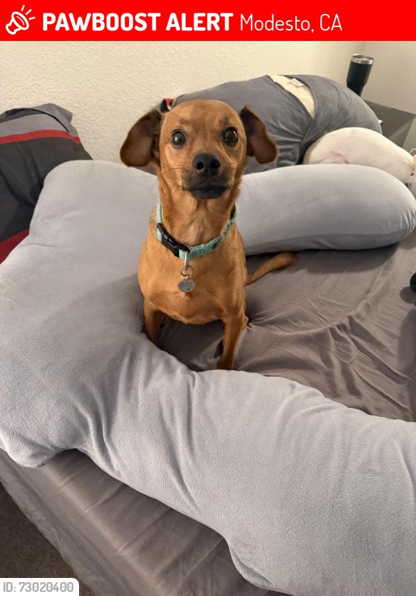 Lost Male Dog last seen Sunrise Ave, Modesto, CA 95355