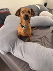 Lost Male Dog last seen Sunrise Ave, Modesto, CA 95355