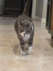Found/Stray Male Cat last seen Lynn Lake Circle , Tampa, FL 33625