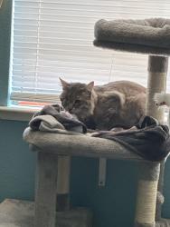 Reunited Male Cat last seen Baseline & Woodcreek Oaks, Roseville, CA 95747