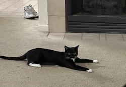 Reunited Female Cat last seen Simms and Cross, Littleton, CO 80127