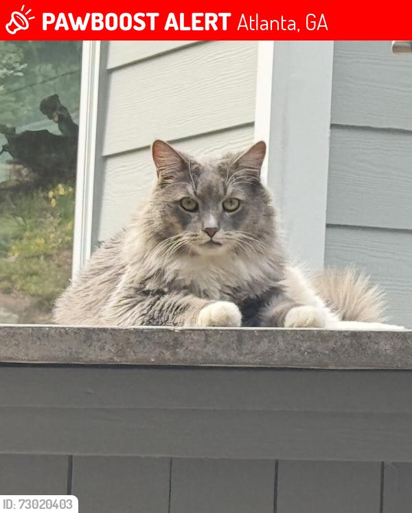 Lost Male Cat last seen Oak Forest Drive NE, Atlanta, GA 30319