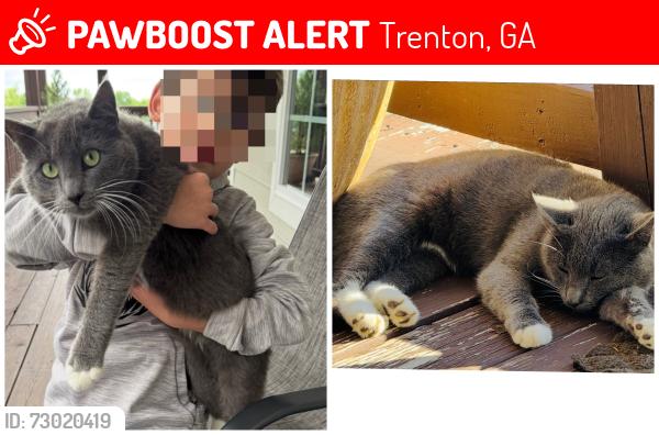 Lost Male Cat last seen New Home rd, Trenton, GA 30752