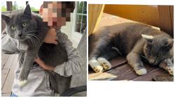 Lost Male Cat last seen New Home rd, Trenton, GA 30752