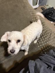 Lost Male Dog last seen 30th Street East and Ave S, Palmdale, CA 93550