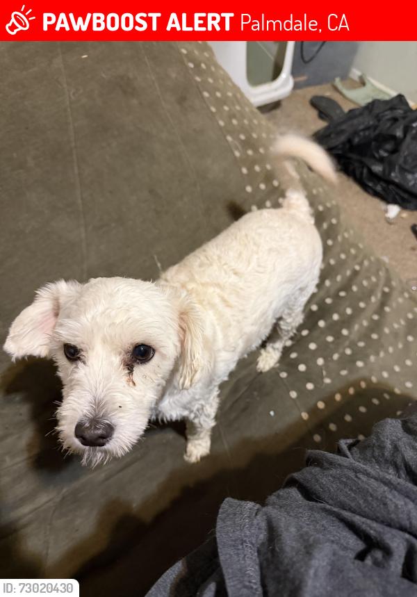Lost Male Dog last seen 30th Street East and Ave S, Palmdale, CA 93550