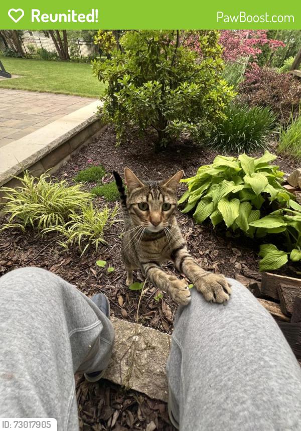 Reunited Male Cat last seen Frazier Ct. and Golf Ln., Wheaton, IL 60189