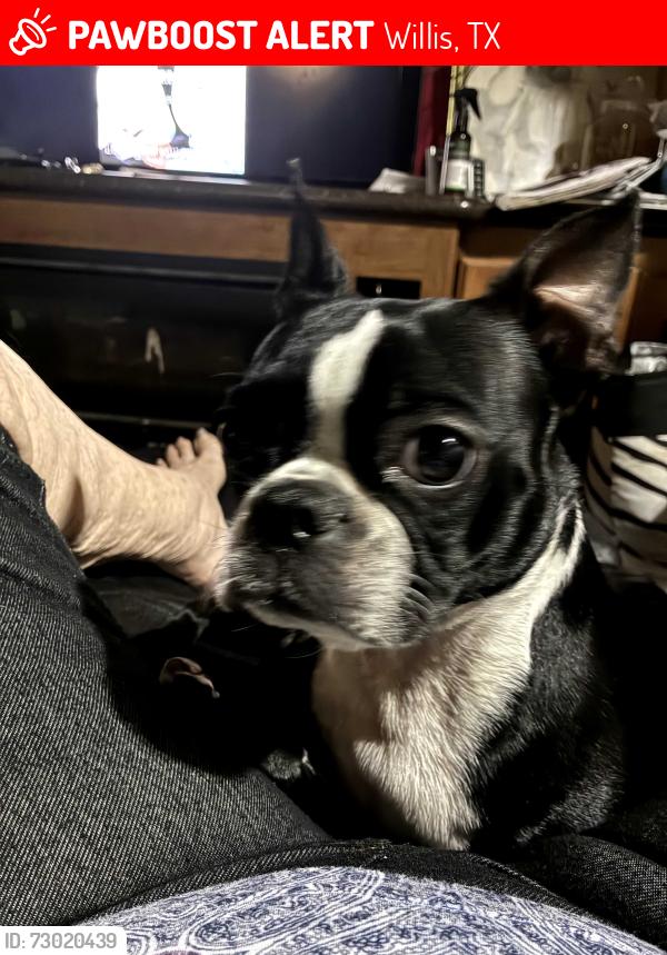 Lost Female Dog last seen Highway 75 north, Willis, TX 77378
