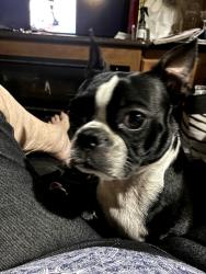 Lost Female Dog last seen Highway 75 north, Willis, TX 77378